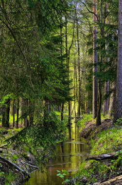 Uzun bir ladin ormanından akan küçük bir dere. Güneşli bir gün. Güneş ışığı ağaç taçlarından içeri girer. Nehir yatağı gölgede..