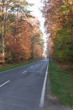 Sonbaharda ormanda asfalt yol. Yolun her iki tarafında da uzun, yaprak döken ağaçlar yetişir. Yapraklar sarı ve kahverengidir. Omuzlar yeşil çimlerle kaplı..