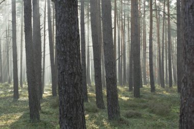 Bir sonbahar sabahı yüksek bir çam ormanı. Güneş ışığı sisi, kalın, kahverengi ağaç gövdeleri arasında asılı duruyor..