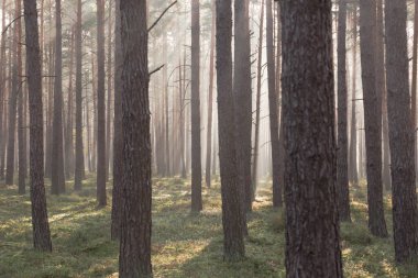 Bir sonbahar sabahı yüksek bir çam ormanı. Güneş ışığı sisi, kalın, kahverengi ağaç gövdeleri arasında asılı duruyor..