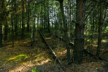 Kullanılmayan bir demiryolu hattı. Rampa ve raylar arasındaki alan genç ağaçlarla kaplı. Raylar kahverengi bir pas tabakasıyla kaplı..