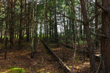 Kullanılmayan bir demiryolu hattı. Rampa ve raylar arasındaki alan genç ağaçlarla kaplı. Raylar kahverengi bir pas tabakasıyla kaplı..