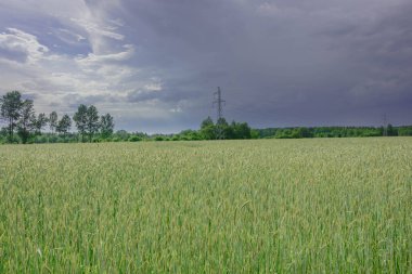Güneşli bir yaz günü. Yeşil tanelerle kaplı tarlalar. Tahılların arasında uzun metal elektrik direklerini görebilirsiniz..