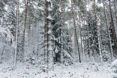 Kozalaklı, kışın çam ağaçları. Kış geldi. Zemin, ağaç dalları kalın beyaz kar tabakasıyla kaplıdır..