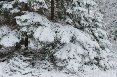 Kozalaklı, kışın çam ağaçları. Kış geldi. Zemin, ağaç dalları kalın beyaz kar tabakasıyla kaplıdır..