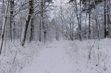 Kışın bir orman yolu. Her iki tarafta da sık çalılıklar görebilirsiniz, arka planda uzun ağaçlar. Zemin ve ağaç dalları kalın bir kar tabakasıyla kaplıdır..