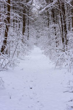 Kışın bir orman yolu. Her iki tarafta da sık çalılıklar görebilirsiniz, arka planda uzun ağaçlar. Zemin ve ağaç dalları kalın bir kar tabakasıyla kaplıdır..