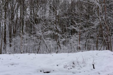 Kışın kozalaklı, çam ve çam ağaçları. Kış geldi. Zemin, ağaç dalları kalın beyaz kar tabakasıyla kaplıdır..