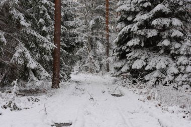 Kışın kozalaklı, çam ve çam ağaçları. Ağaçların arasında toprak, orman yolu var. Yol, zemin, ağaçların kenarlarında büyüyen dalları kalın beyaz bir kar tabakasıyla kaplı..