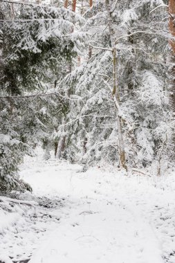 Kışın kozalaklı, çam ve çam ağaçları. Kış geldi. Zemin, ağaç dalları kalın beyaz kar tabakasıyla kaplıdır..