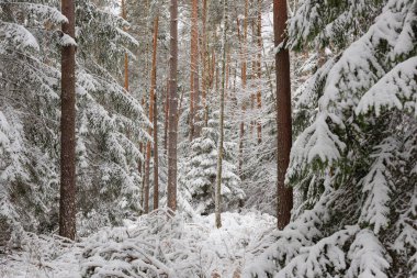 Kışın kozalaklı, çam ve çam ağaçları. Kış geldi. Zemin, ağaç dalları kalın beyaz kar tabakasıyla kaplıdır..