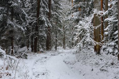 Kışın kozalaklı, çam ve çam ağaçları. Ağaçların arasında toprak, orman yolu var. Yol, zemin, ağaçların kenarlarında büyüyen dalları kalın beyaz bir kar tabakasıyla kaplı..
