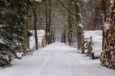 A straight forest road in winter. Two rows of leafless oaks on the roadsides. In the background, pines and spruces grow. Heaps of wood lie by the roadside. Snow covers the ground and trees. clipart