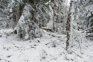 Kışın kozalaklı, çam ve çam ağaçları. Kış geldi. Zemin, ağaç dalları kalın beyaz kar tabakasıyla kaplıdır..