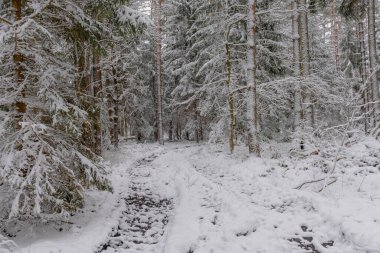 Kışın kozalaklı, çam ve çam ağaçları. Ağaçların arasında toprak, orman yolu var. Yol, zemin, ağaçların kenarlarında büyüyen dalları kalın beyaz bir kar tabakasıyla kaplı..