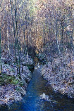 Kışın bir orman deresi. Bankalar kahverengi, kuru yapraklar ve kuru sarı otlarla kaplıdır. Güneşli bir gün..
