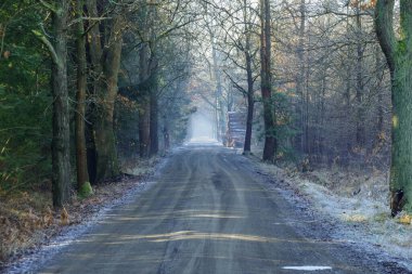 A forest road in winter. The puddles are frozen, a thin layer of snow lies on the roadsides. The sun illuminates the rising fog. There are piles of wood nearby. clipart