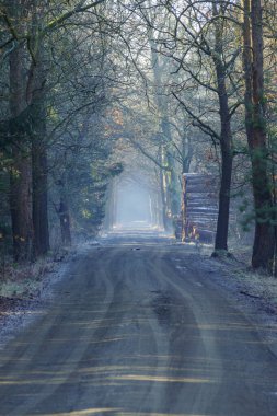 A forest road in winter. The puddles are frozen, a thin layer of snow lies on the roadsides. The sun illuminates the rising fog. There are piles of wood nearby. clipart