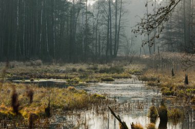 Orman bataklıkları kışın, karsız bir günde. Bankalar uzun, yapraksız ağaçlarla kaplı. Banklarda yetişen çim ve çayırların yaprakları sarıdır..
