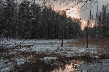 Kış günü orman bataklığı. Doğal bir su deposu. Ağaçlarda yaprak yok. Bankalar ve sudaki çim tutamları yumuşak bir kar tabakasıyla kaplıdır. Su kısmen donmuş..