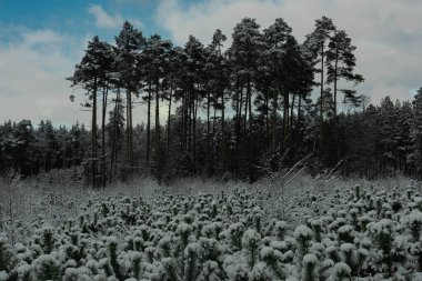 Çam çalılığı. Kalın bir kar tabakasıyla kaplı küçük, alçak ağaçlar. Uzakta, uzun, ince çam ağaçları görülebilir..