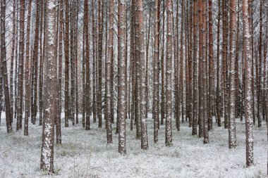 Uzun bir çam ormanında kış. Zemin ve ağaç dalları beyaz kar tabakasıyla kaplıdır..