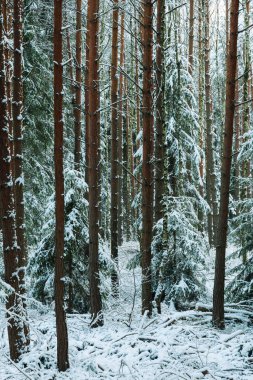Uzun bir çam ormanında kış. Zemin ve ağaç dalları beyaz kar tabakasıyla kaplıdır..