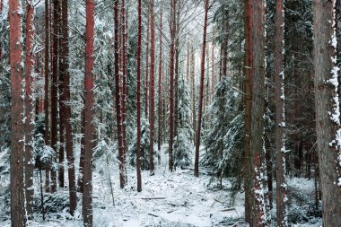 Uzun bir çam ormanında kış. Zemin ve ağaç dalları beyaz kar tabakasıyla kaplıdır..