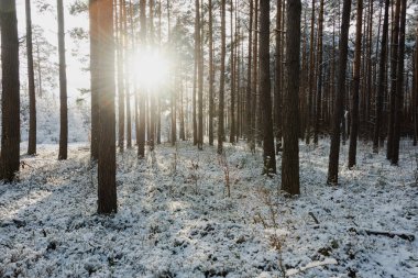 Ormanda kış. Zemin ve ağaç dalları beyaz bir kar tabakasıyla kaplıdır. Güneşli bir gün. Batan güneşin diski ağaçların arasında görülebilir..