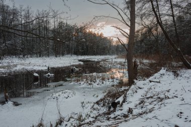 Forest marsh on a winter day. A natural reservoir of water. The trees are bare of leaves. The banks and tufts of grass in the water are covered with a layer of fluffy snow. The water is partially frozen. clipart