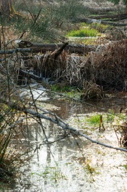Karsız bir günde orman bataklıkları. Doğal bir su deposu. Ağaçlar yapraklardan yoksundur. Kıyılarda yetişen otlar ve eğreltiotları kuru, sarı ve kahverengi..