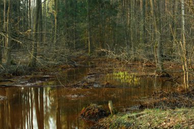 Forest marshes on a snowless day. A natural reservoir of water. The trees are devoid of leaves. The grasses and ferns growing on the banks are dry and yellow and brown. clipart