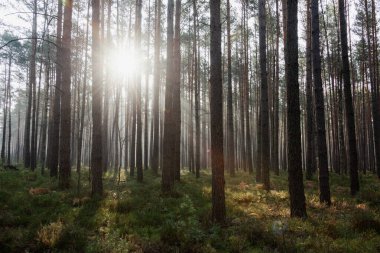 Tall pine forest on a winter morning. A haze of fog hangs between the trees, illuminated by the rays of the rising sun.