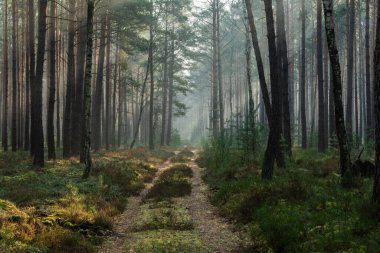 Tall pine forest on a winter morning. A haze of fog hangs between the trees, illuminated by the rays of the rising sun.