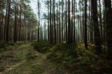 Tall pine forest on a winter morning. A haze of fog hangs between the trees, illuminated by the rays of the rising sun.