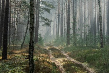 Tall pine forest on a winter morning. A haze of fog hangs between the trees, illuminated by the rays of the rising sun.