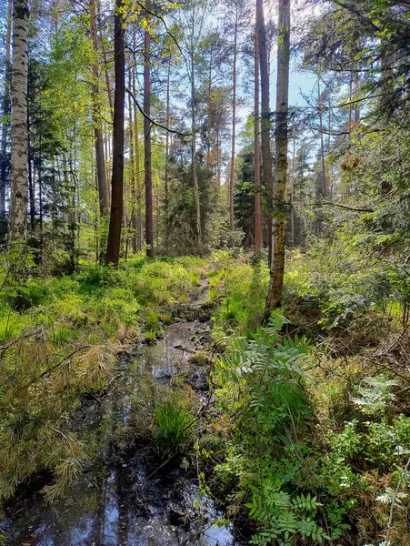 Güneşli bir yaz gününde bir orman. Ağaç dalları yeşil yapraklarla kaplıdır. Güneş ışığı dalların arasından geçer, orman yollarını, otları ve yerde yetişen eğreltiotlarını aydınlatır..