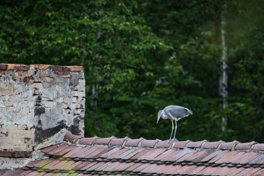 Vahşi kuş Gri Balıkçıl fayanslardan yapılmış bir çatının tepesinde bacanın yanında oturuyor. Solda bir baca var. Arka planda yeşil ağaç yaprakları.