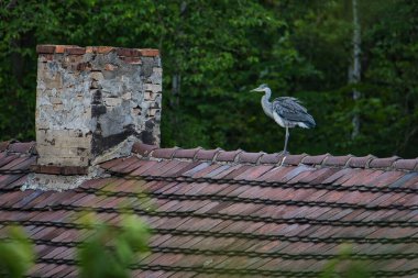 Vahşi kuş Gri Balıkçıl fayanslardan yapılmış bir çatının tepesinde bacanın yanında oturuyor. Solda bir baca var. Arka planda yeşil ağaç yaprakları.