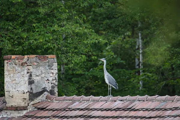 Vahşi kuş Gri Balıkçıl fayanslardan yapılmış bir çatının tepesinde bacanın yanında oturuyor. Solda bir baca var. Arka planda yeşil ağaç yaprakları.