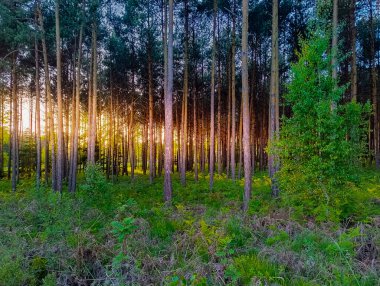Bir yaz akşamında uzun bir çam ormanı. Batan güneş ışınları gövdenin alt kısımlarını kırmızı ışıkla aydınlatır..