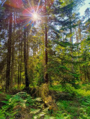 Güneşli bir yaz gününde bir orman. Ağaç dalları yeşil yapraklarla kaplıdır. Güneş ışığı dalların arasından geçer, orman yollarını, otları ve yerde yetişen eğreltiotlarını aydınlatır..