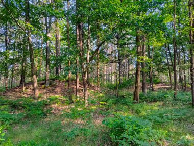 Güneşli bir yaz gününde bir orman. Ağaç dalları yeşil yapraklarla kaplıdır. Güneş ışığı dalların arasından geçer, orman yollarını, otları ve yerde yetişen eğreltiotlarını aydınlatır..
