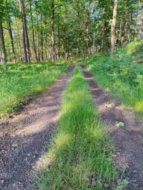 Güneşli bir yaz gününde bir orman. Ağaç dalları yeşil yapraklarla kaplıdır. Güneş ışığı dalların arasından geçer, orman yollarını, otları ve yerde yetişen eğreltiotlarını aydınlatır..