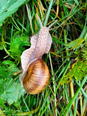 Bir üzüm salyangozu çimlere tırmanıyor. Sarmal, kahverengi bir kabuğu var. Bacağı sümükle kaplanmış..