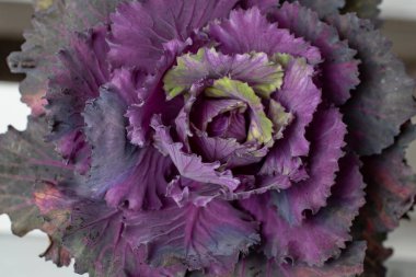 Mor Süslü Lahana, üst görünüm, yumuşak odak