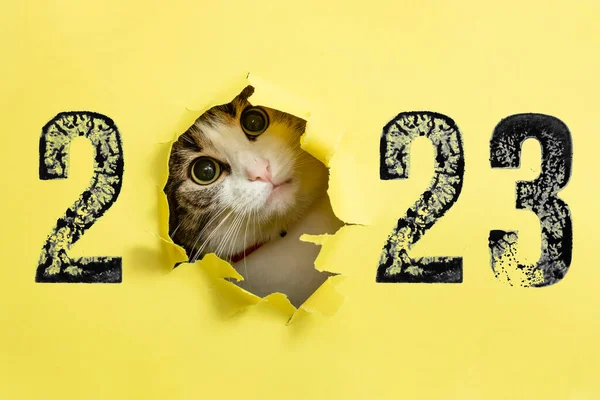 Cute Cat Looking Thru Otwór Wykonany Żółtym Kartonie Numerem 2023 — Zdjęcie stockowe