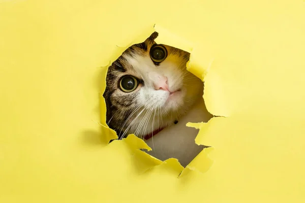 Gato Bonito Com Cabeça Inclinada Olhando Atingindo Buraco Rasgado Papelão — Fotografia de Stock