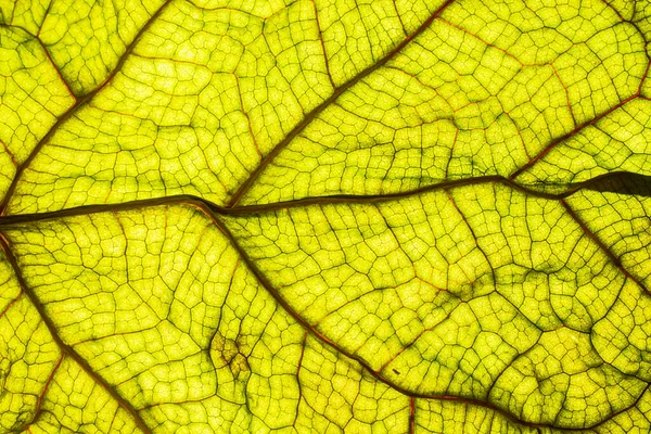 Detailní Detail Krásného Podsvíceného Zeleného Listu Žilami Buněčnými Strukturami Podzimní — Stock fotografie