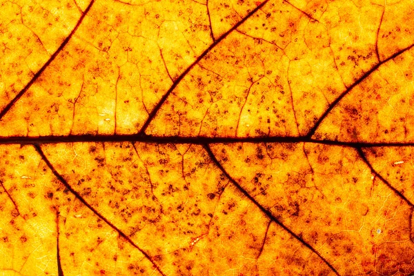 乾燥した茶色の葉 太陽の光 葉の骨と静脈のテクスチャに対して閉じる — ストック写真